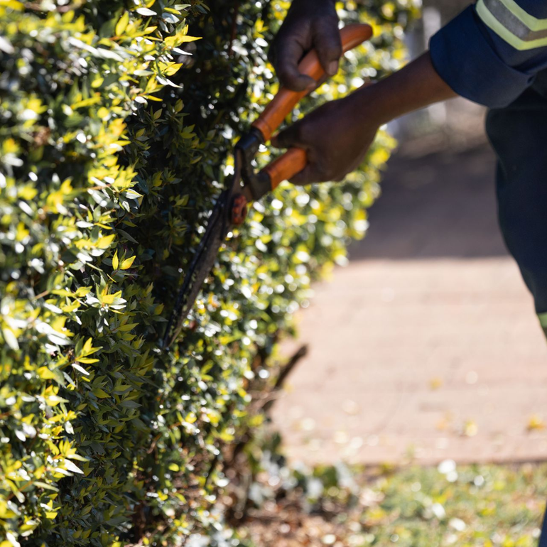 Hands trimming a green hedge with orange clippers along a sunlit sidewalk