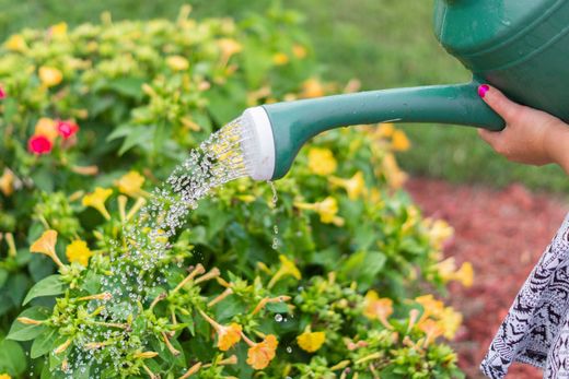 Hand watering yellow and pink flowers with a green garden hose