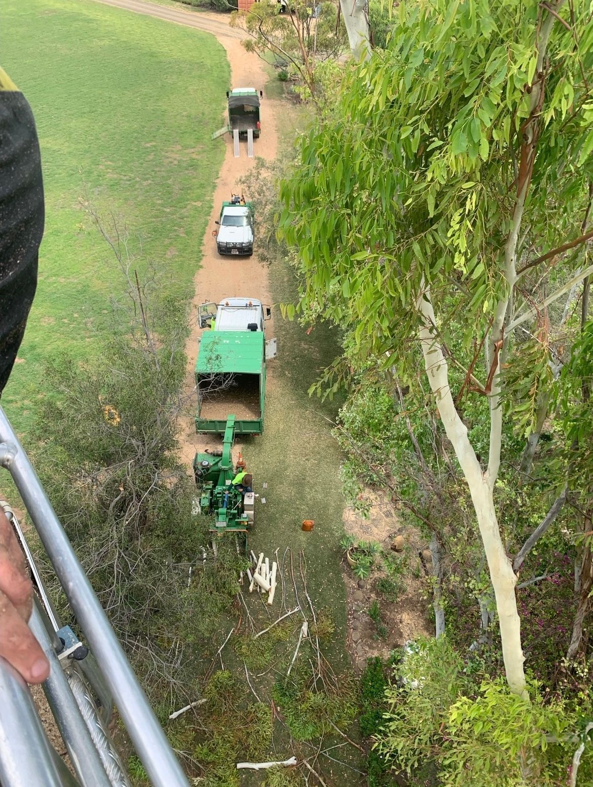 Arborist Cutting Down the Timber Trees — Arborist Near Me in Australia