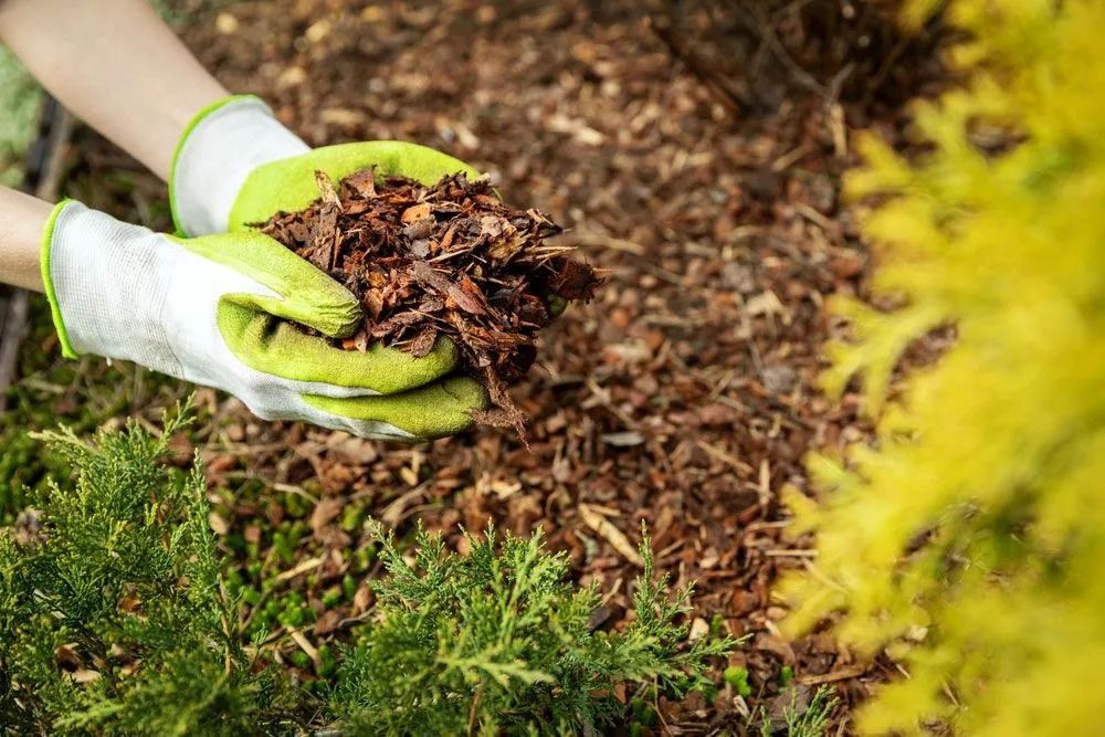 Arborist Holding Mulch in Toowoomba
