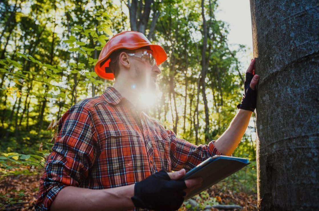 Arborist In Toowoomba Inspecting A Healthy Tree In A Forest