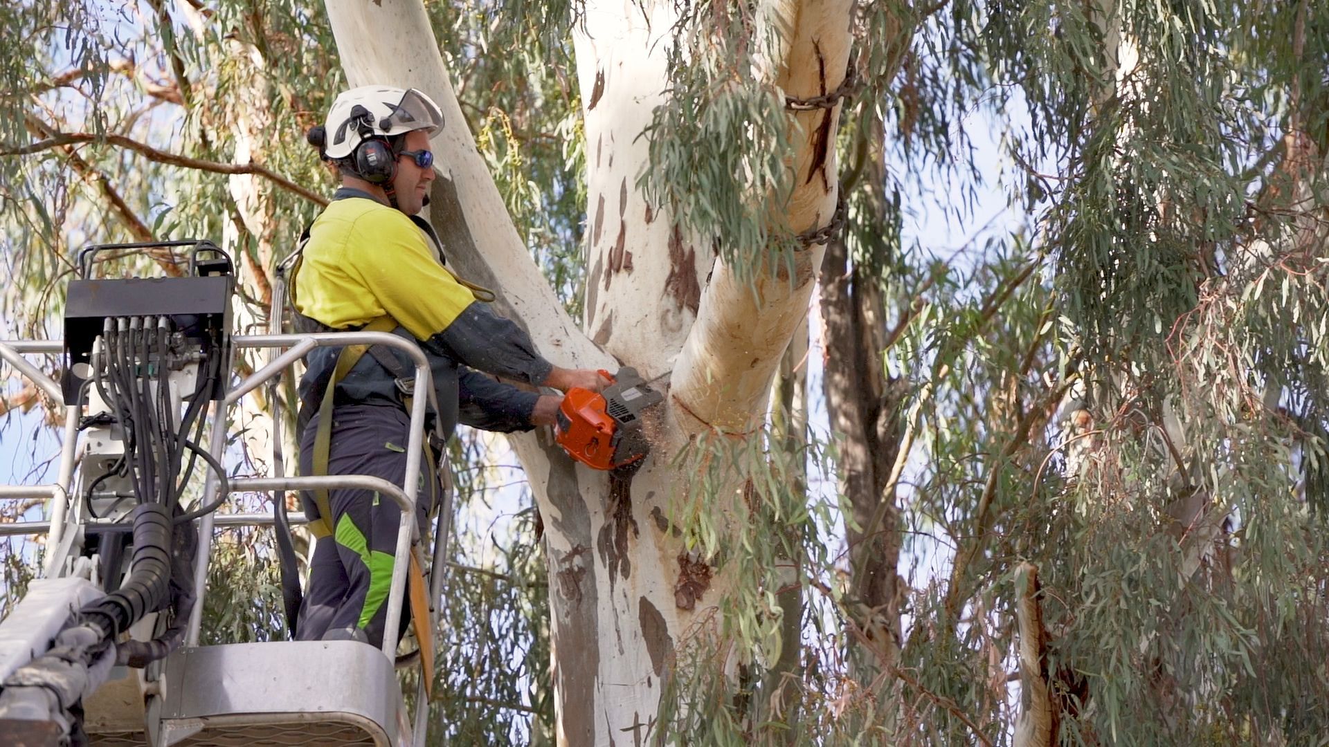 Arborist with Chainsaw Prunes the Trees — Tree Loppers in Toowoomba Region