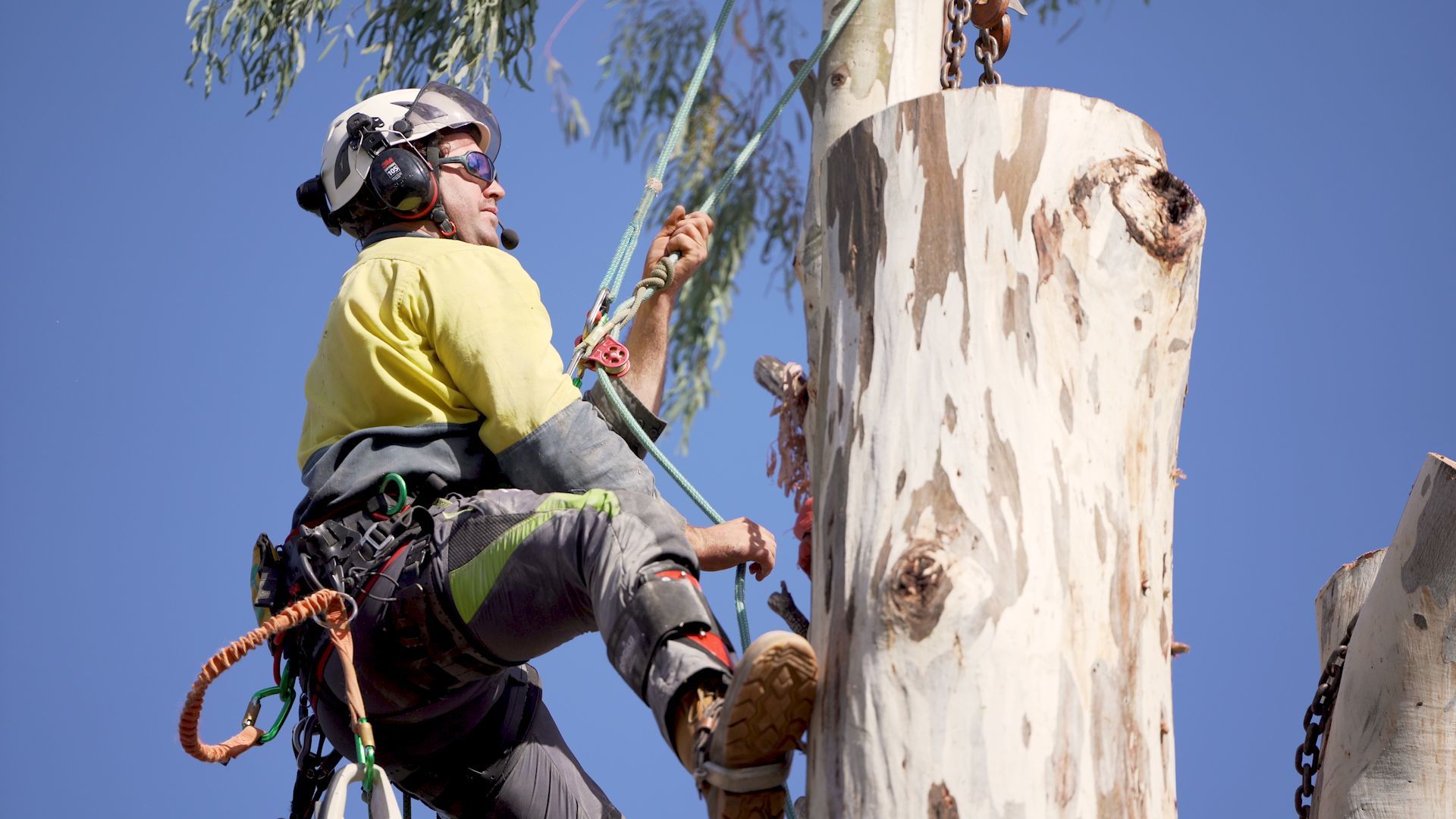 Man cutting a tree