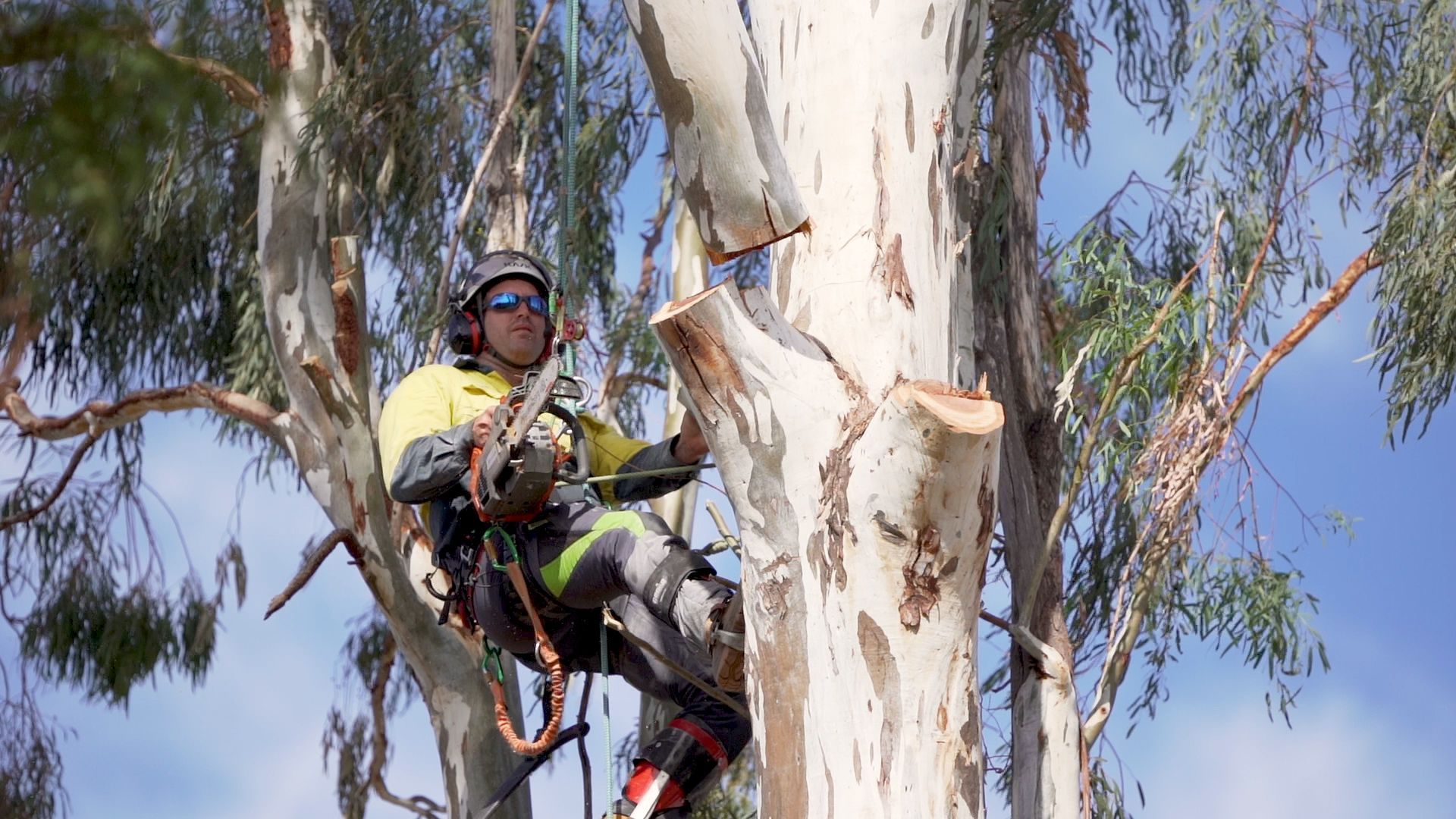Arborist Pruning a Tree — Arborist in Kingaroy, QLD
