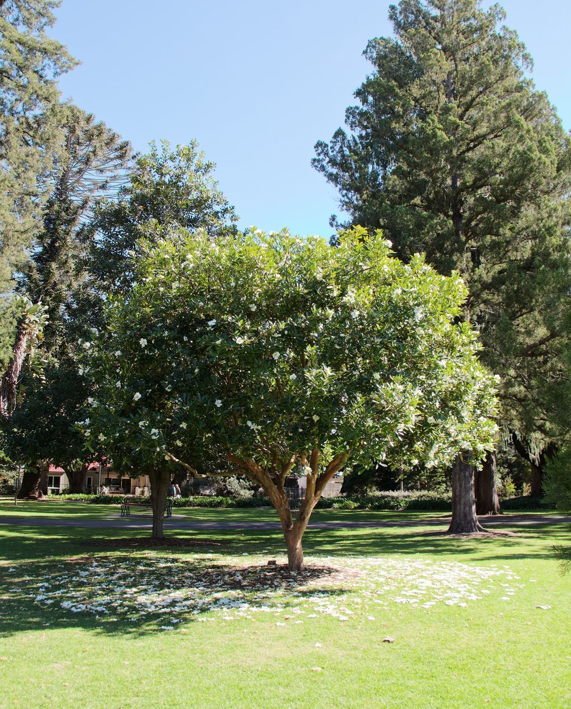 Small Trees with White Flower in the Green Field — But Above Tree Care Blog in Torrington, QLD