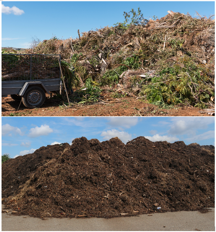 Before & After - Cut Above Tree Care in