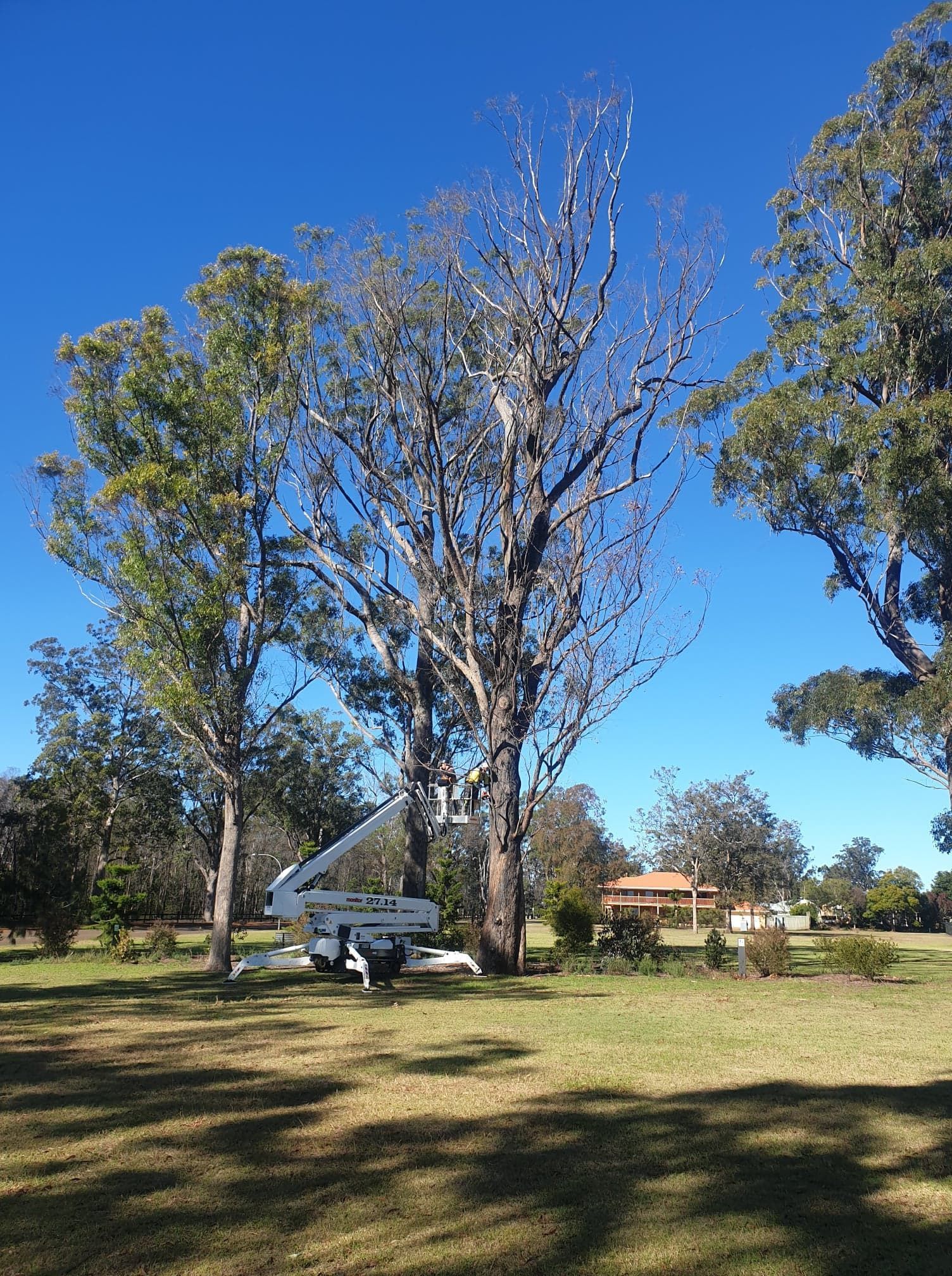 A Tree Surgeon in a Harness Removing Unsafe Tree — Arborist in Kingaroy, QLD