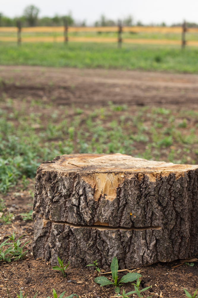 Tree Stump— Stump Grinding Toowoomba Region