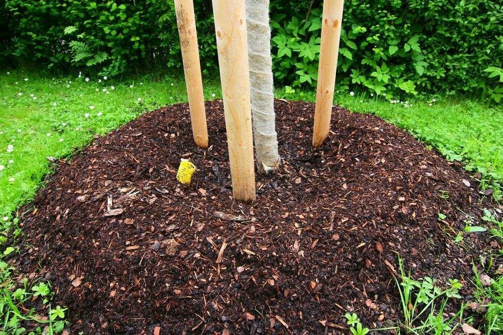 Mulching Toowoomba Around Newly Planted Tree With Fresh Mulch.