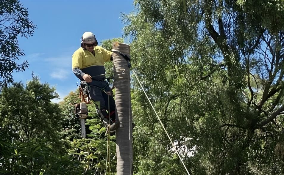 Professional Arborist In Toowoomba