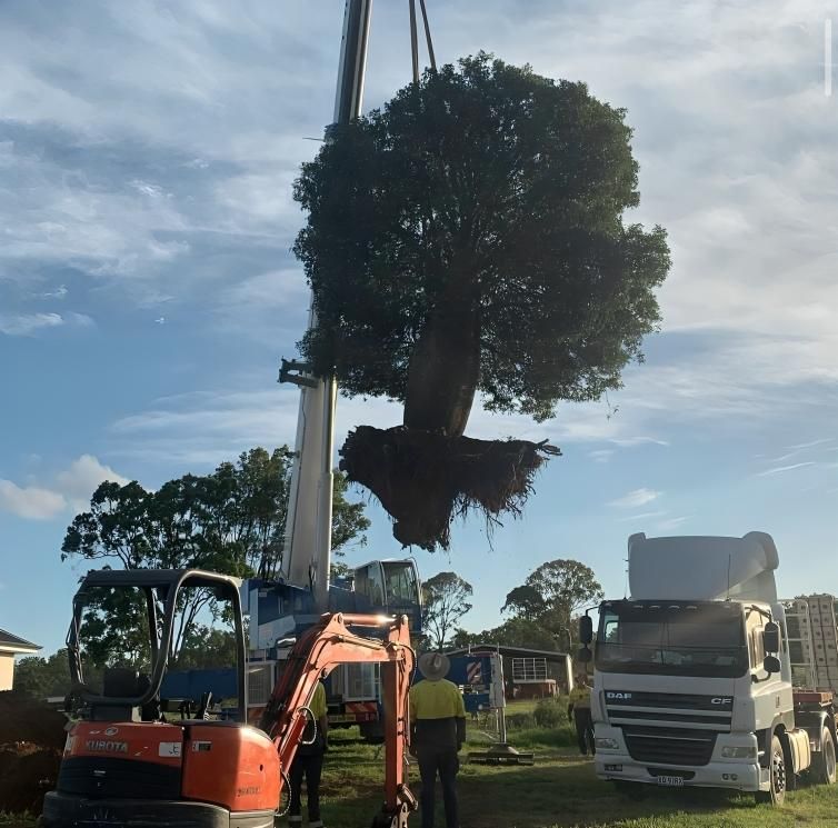 Professional Tree Removal In Toowoomba