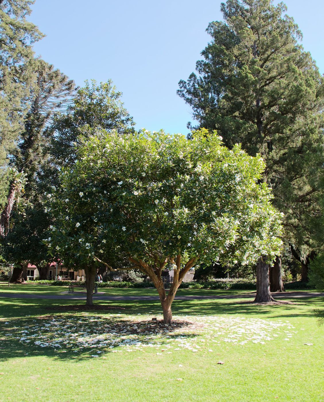 Small flowering trees in a green field — Cut Above Tree Care