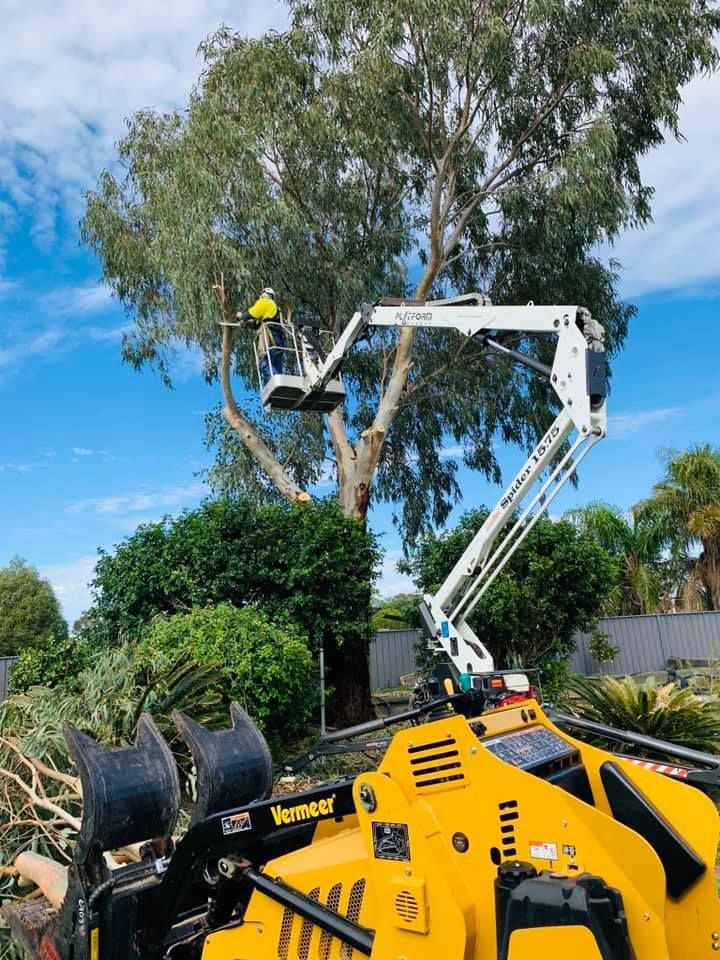 Arborist Using Chainsaw to Cut Trees — Arborist Near Me in Australia