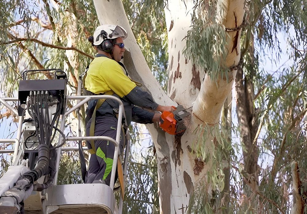Professional Tree Removal in Toowoomba