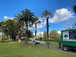Monitor Spider Lift  | Cut Above Tree Care