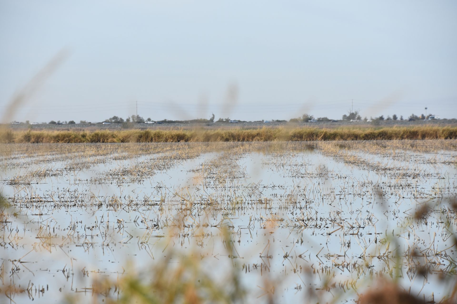 Flooded field with rows of crops under a cloudy sky, with tall grass in the foreground.