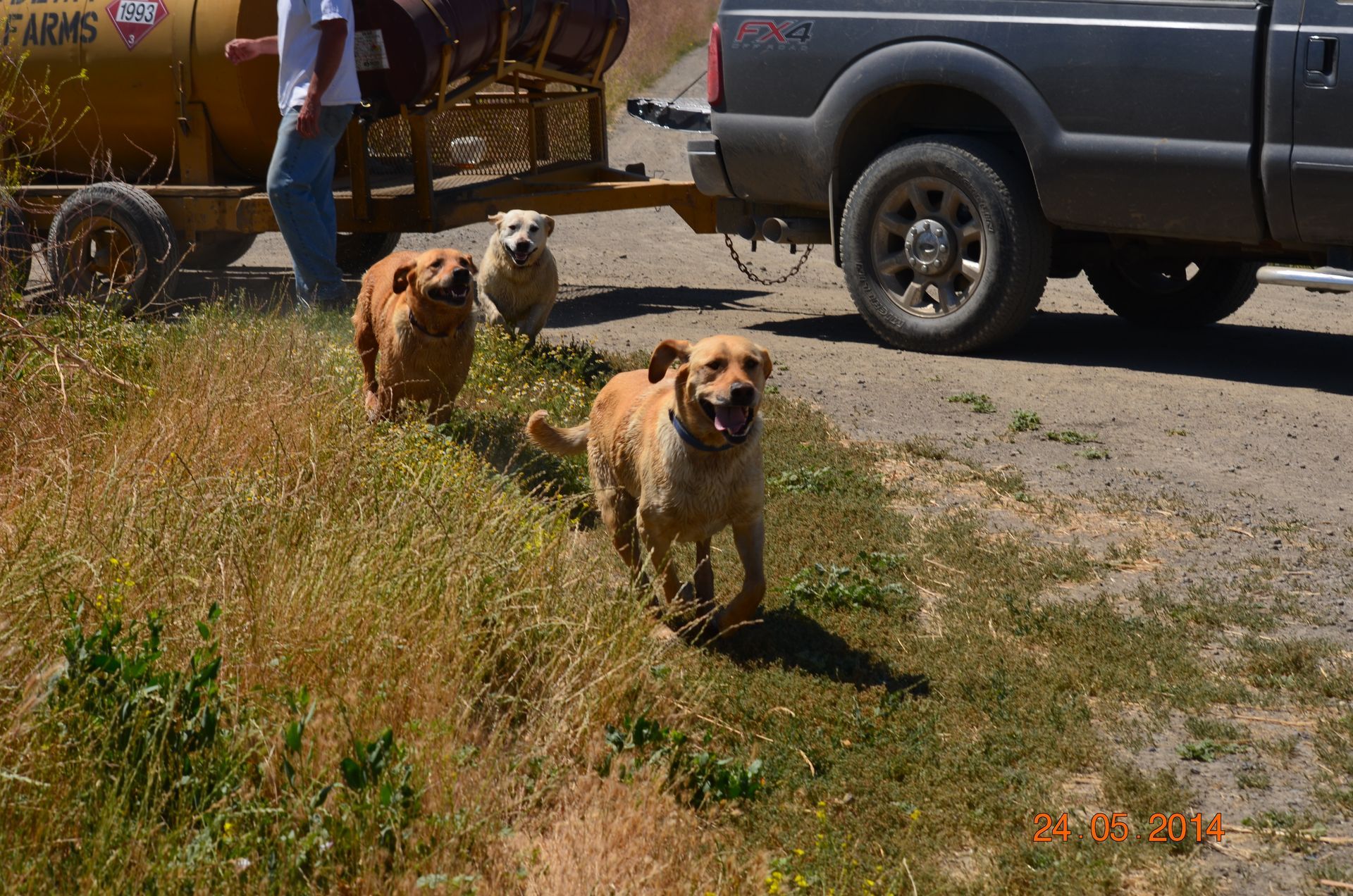 Two dogs walking through tall grass beside a parked gray truck on a sunny day