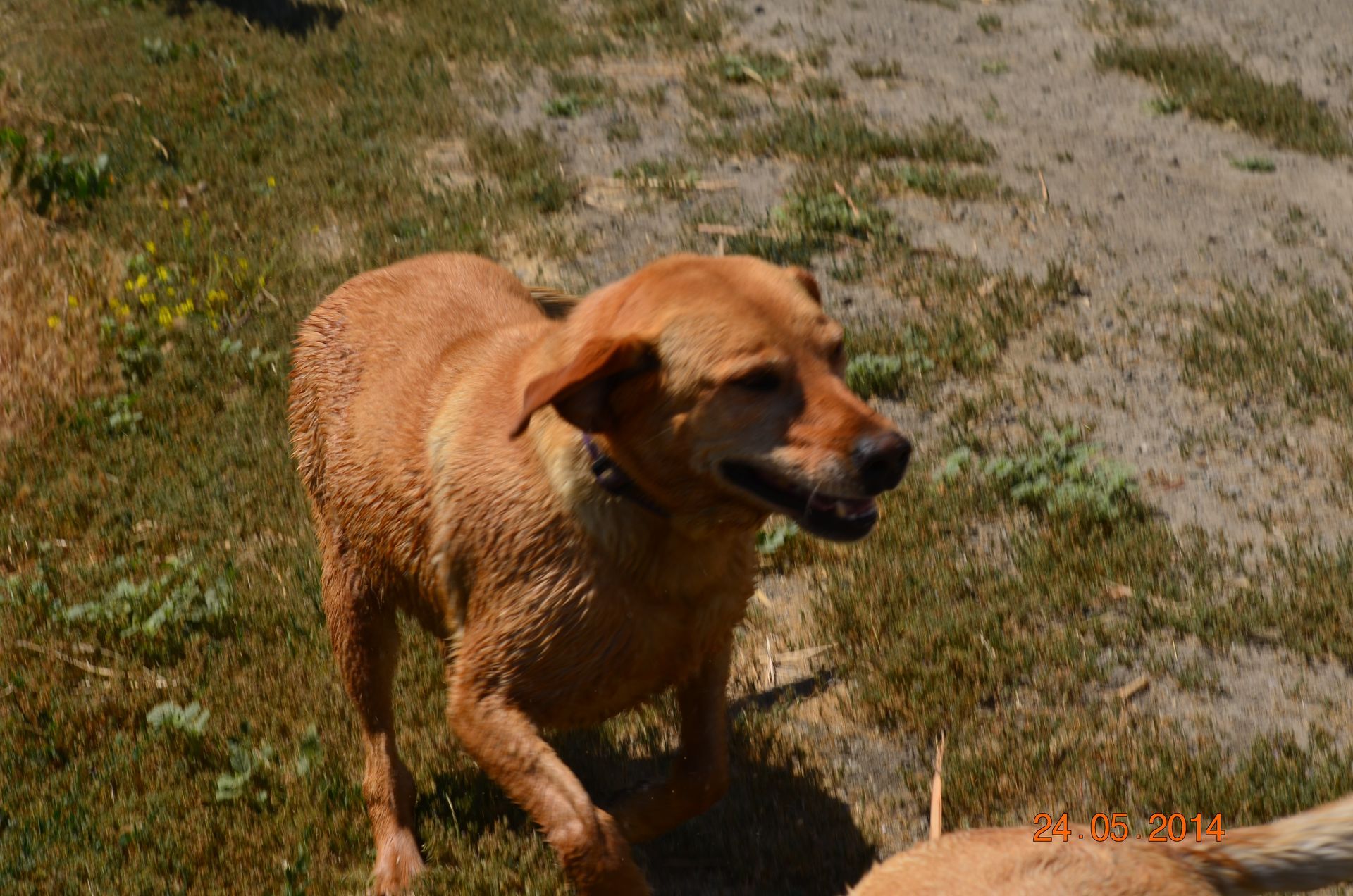 Wet tan dog standing on a gravel path in sunlight, looking to the right.