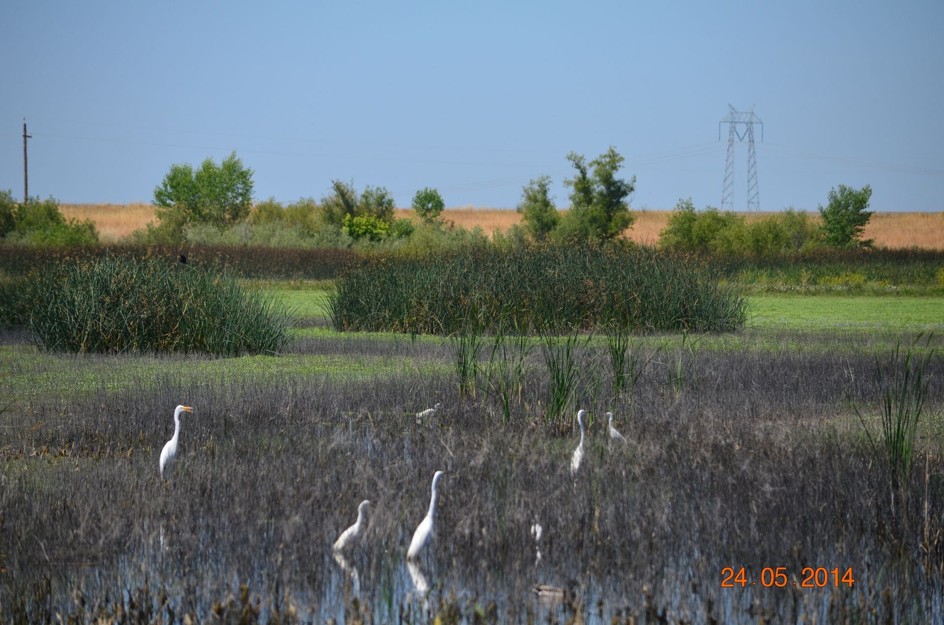 Wetland with white wading birds among dark marsh grass, trees and open fields in the background