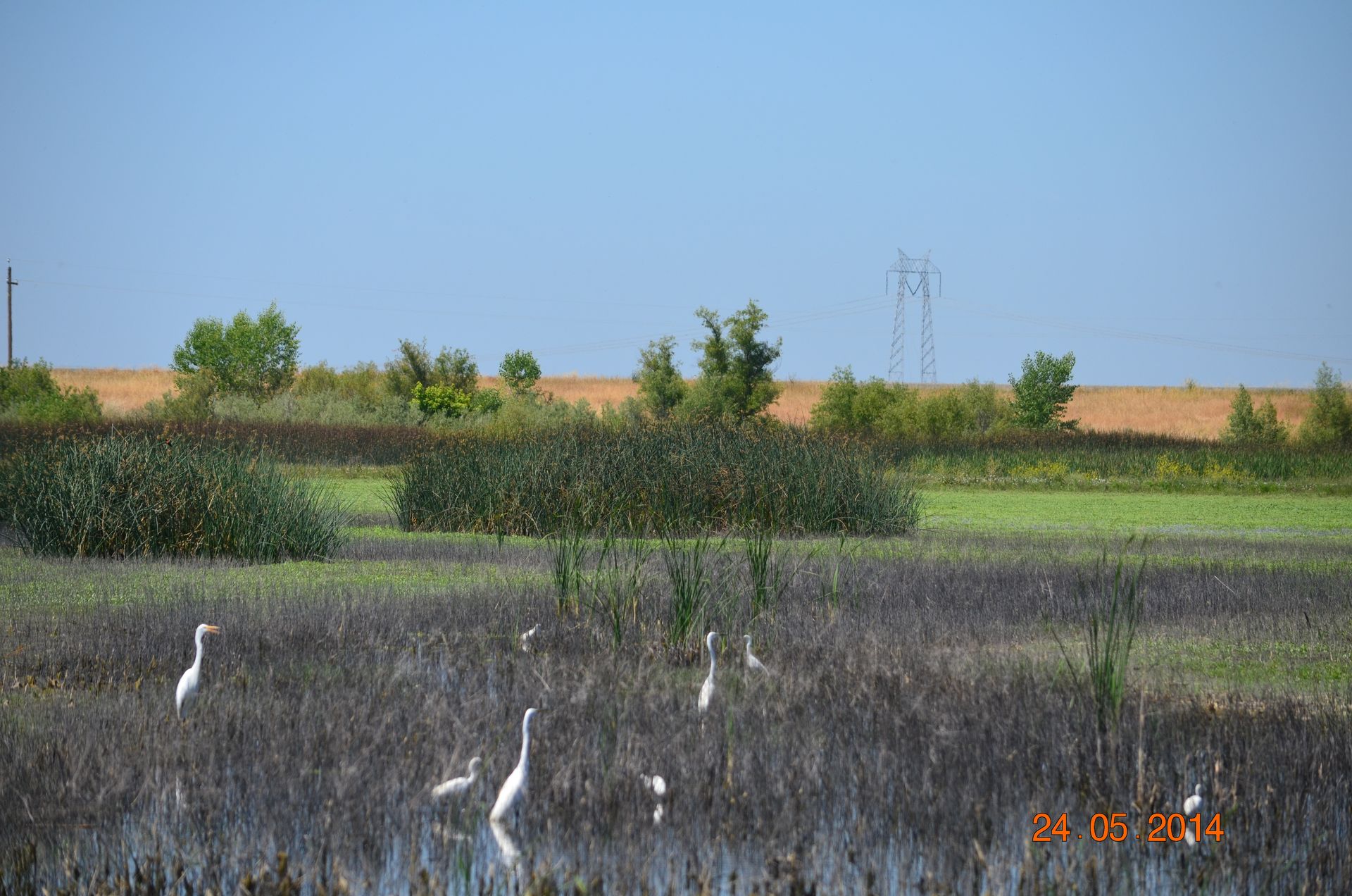 White birds in a marshy wetland with trees and fields under a clear blue sky