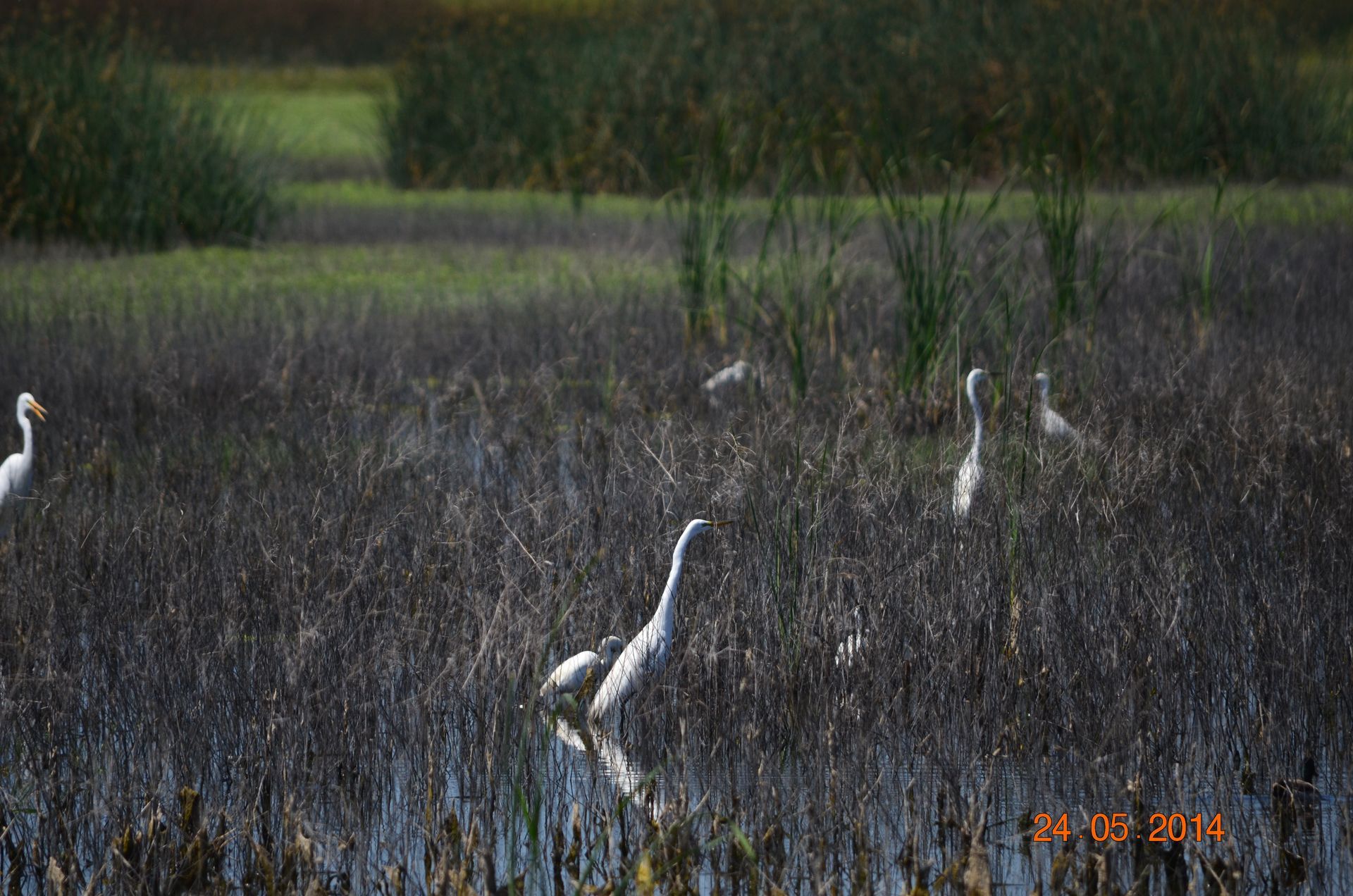 White herons standing in a marshy wetland at dusk with dark grasses and trees in the background