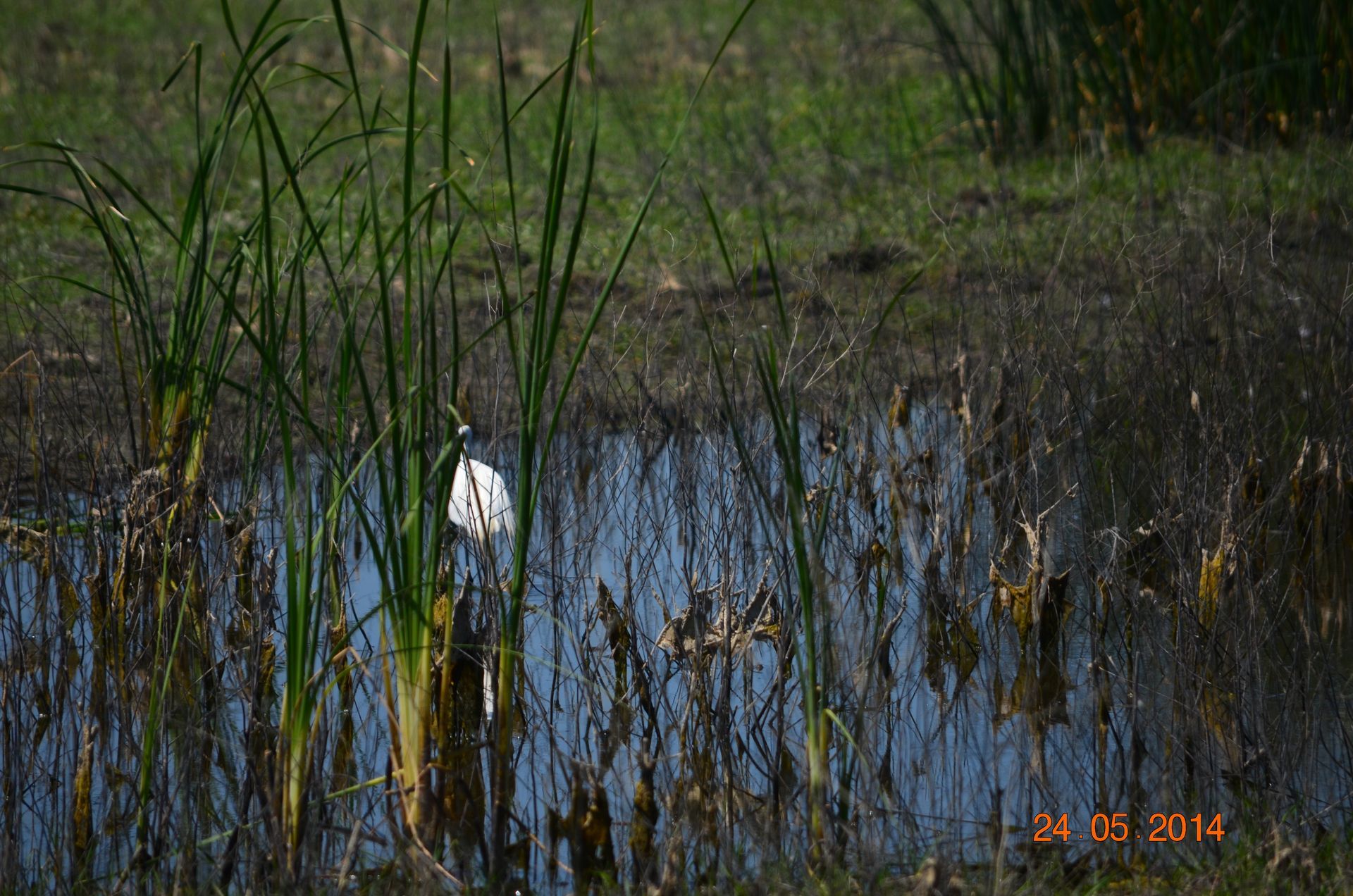 White bird standing in shallow marsh water among tall reeds and green grass