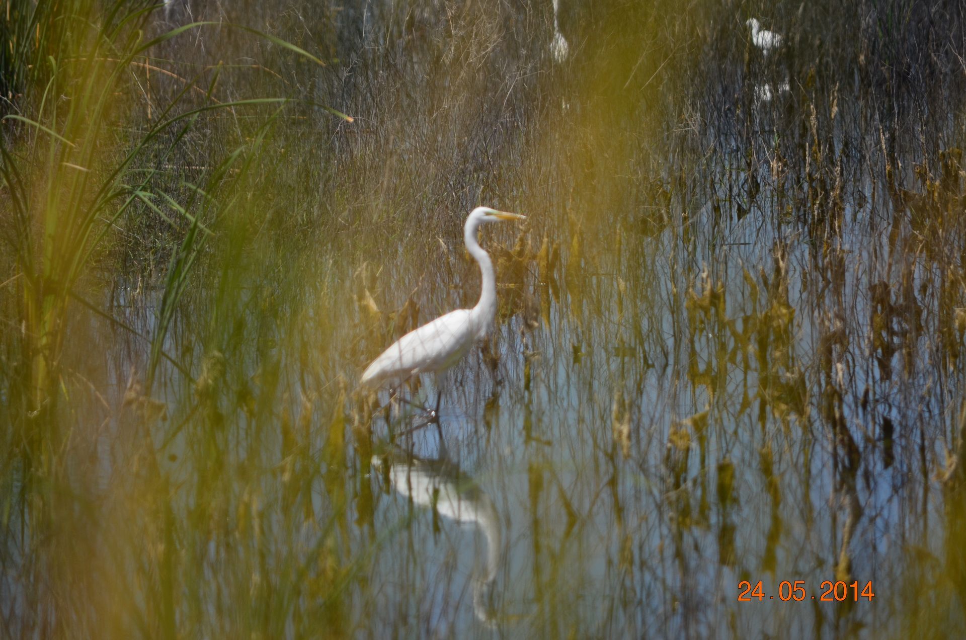 White egret standing in water amid drooping willow branches, with its reflection visible.