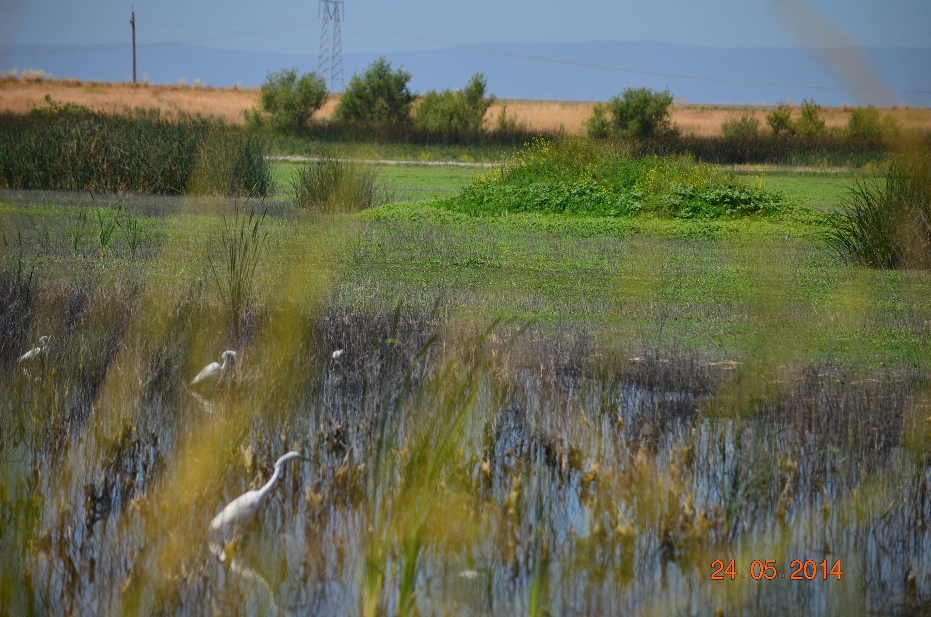 White bird in a marshy wetland with tall grasses and distant fields under a blue sky