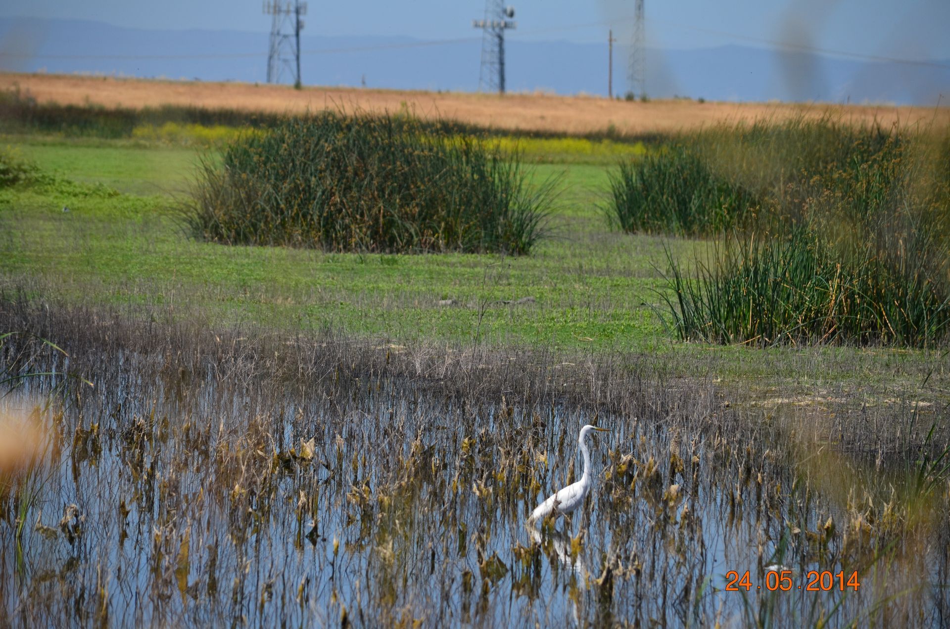Wetland marsh with a white egret standing in shallow water, green grasses and reeds in the background.