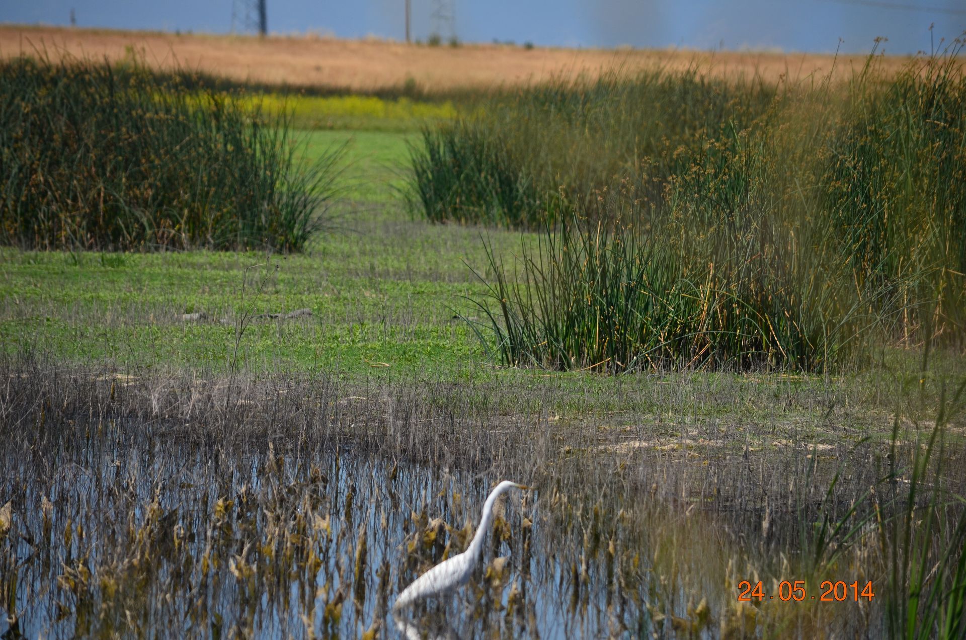White heron standing in a marsh with green reeds and a golden field in the background.