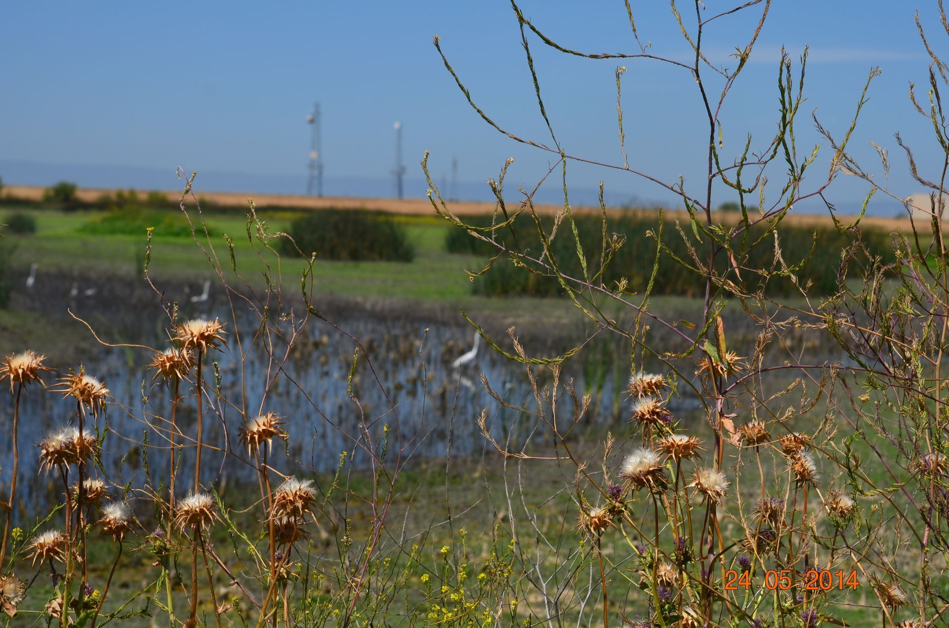Marshy field with wildflowers, a reflective water channel, and distant green farmland under a blue sky