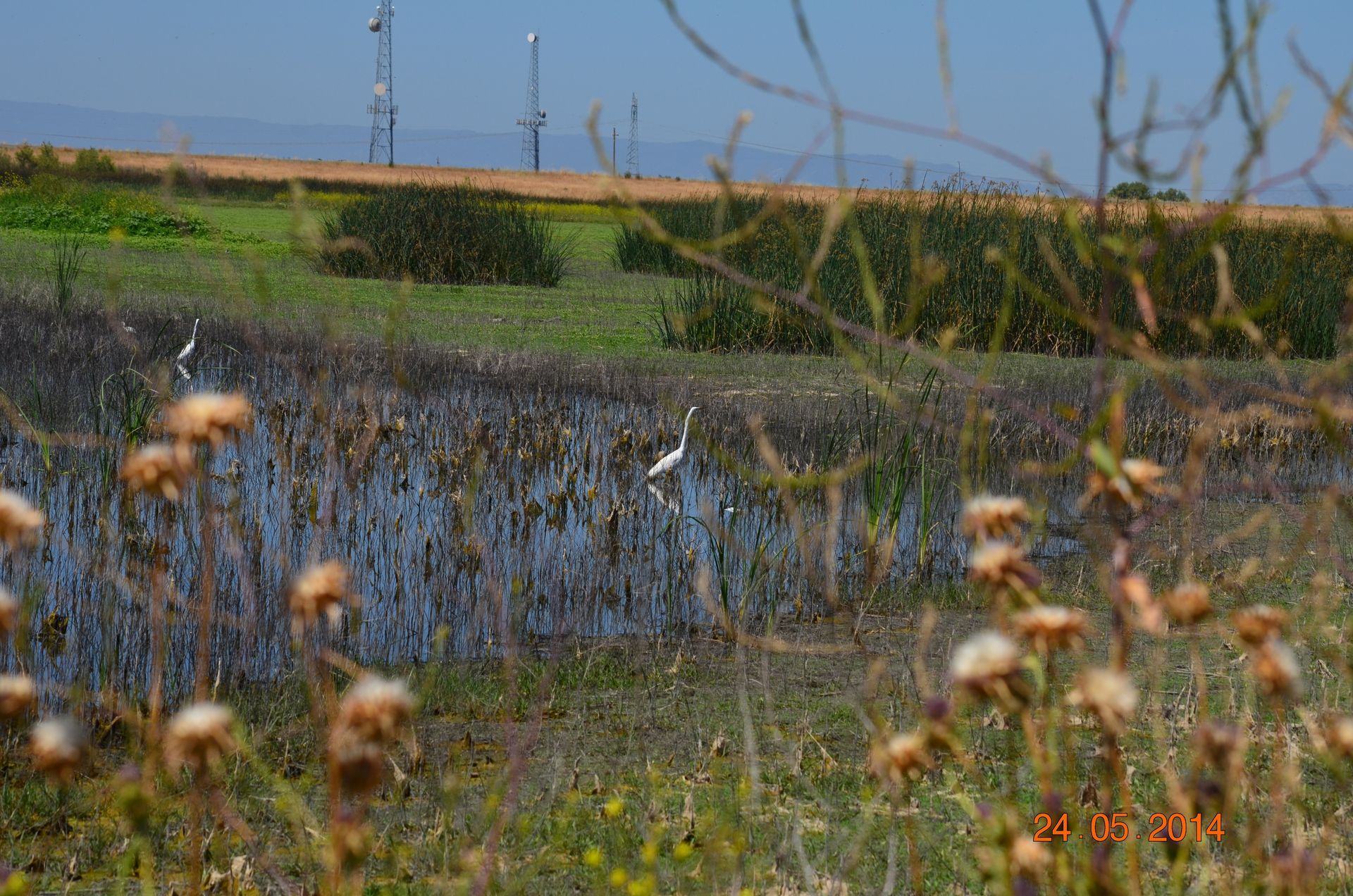 Marshland with shallow water, reeds, and blurred wildflowers under a clear sky