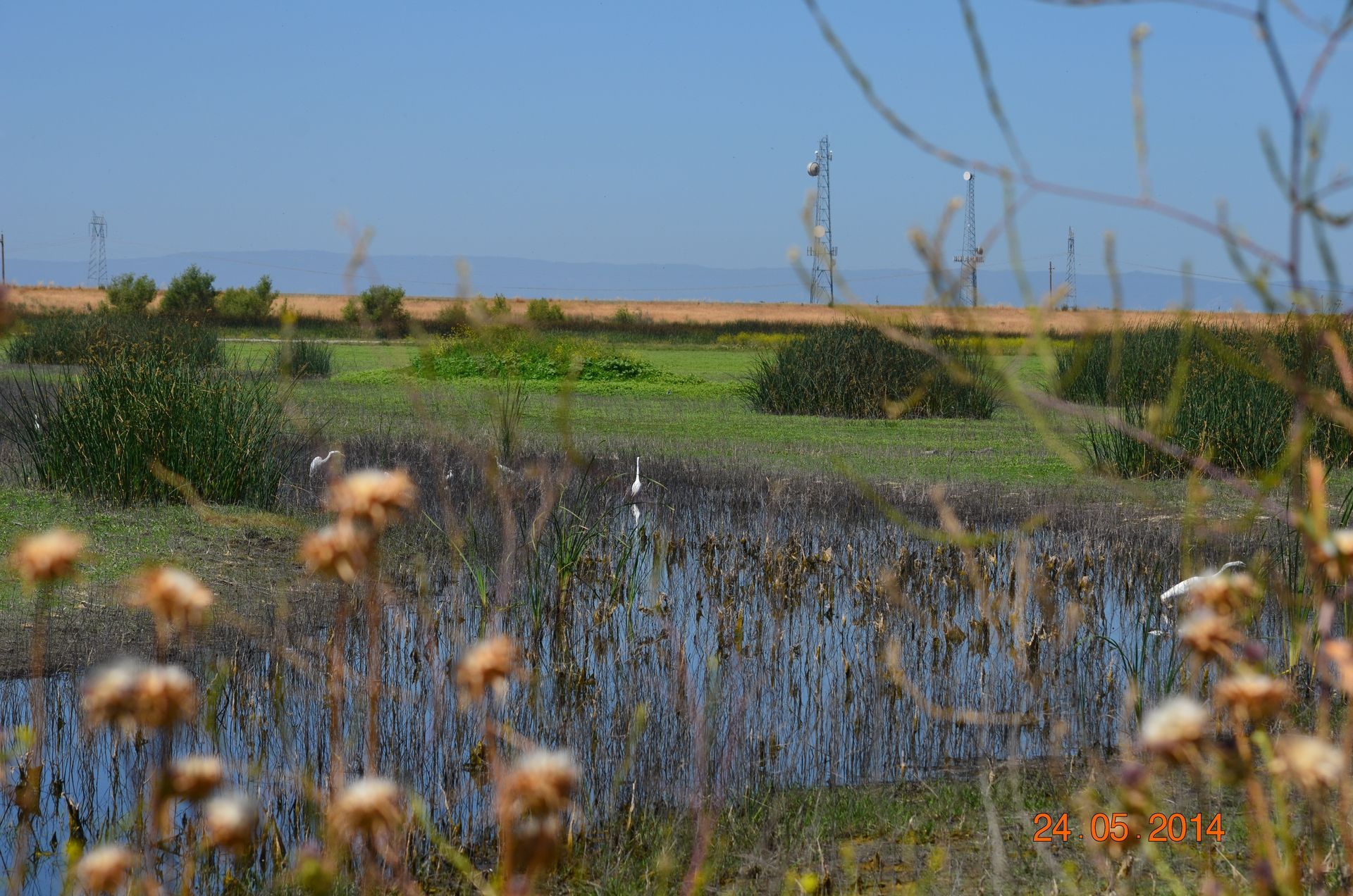 Wetland marsh with water, green grass, wildflowers, and dry reeds under a clear blue sky