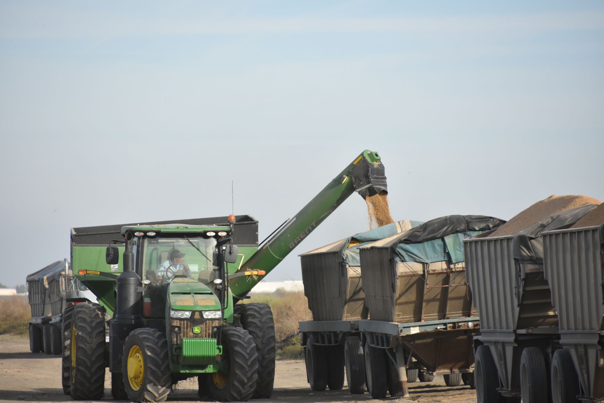Green tractor unloading grain into large trucks in a farmyard