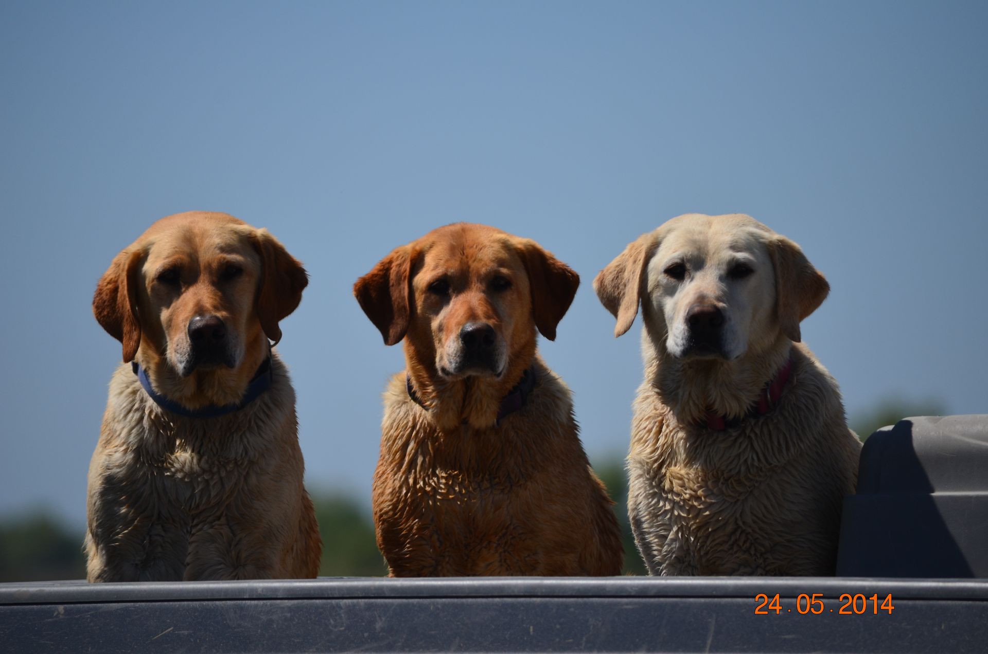 Three wet dogs sitting behind a barrier under a clear blue sky.