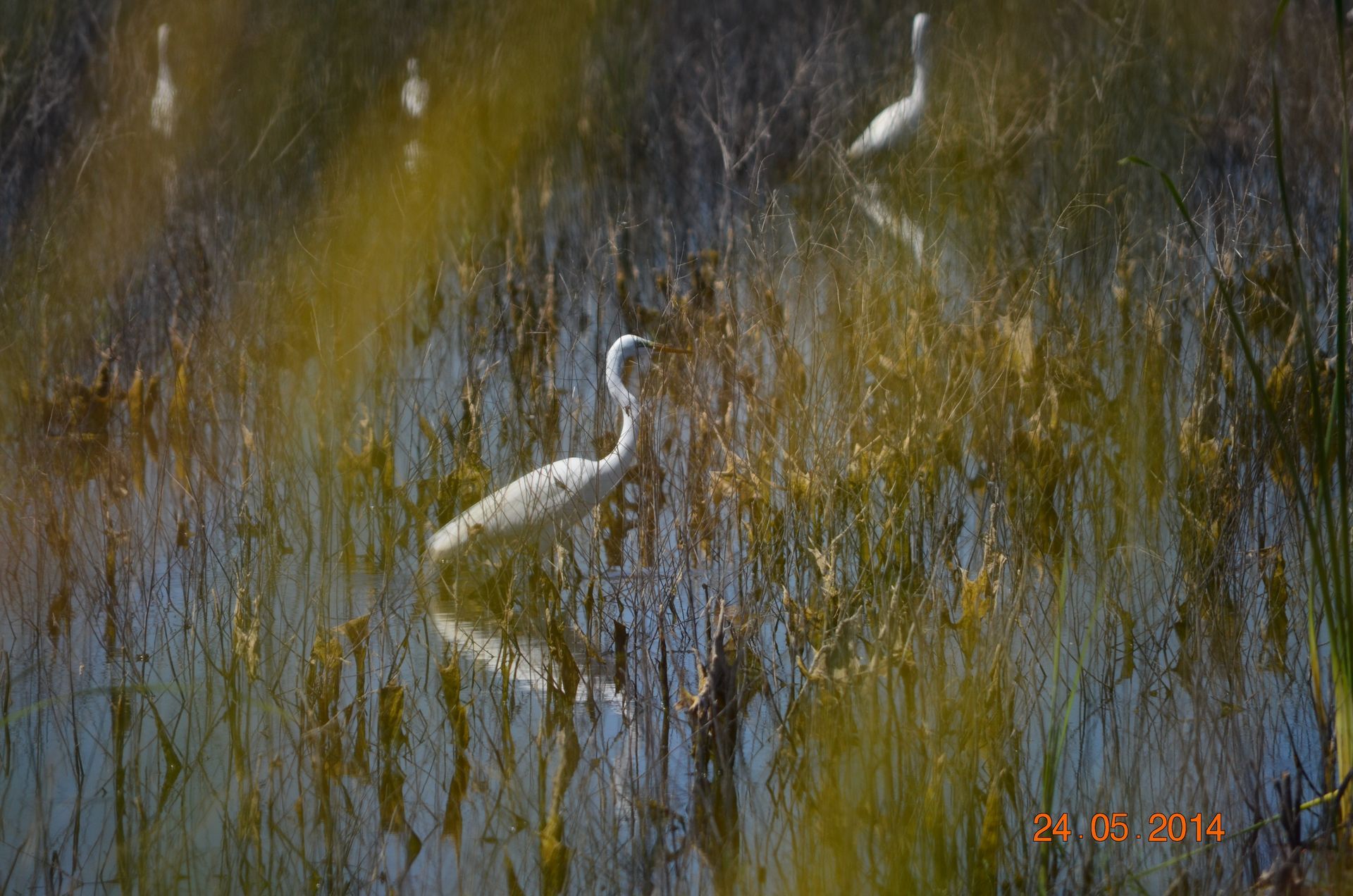 White heron standing in tall wet grass, reflected in marshy water.