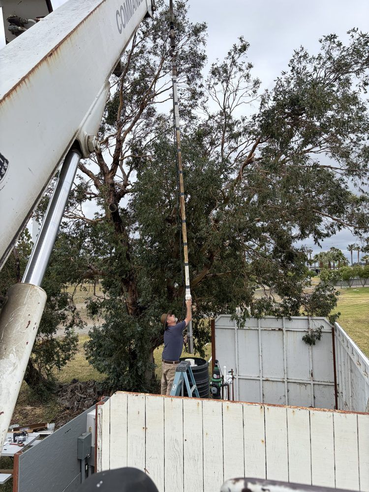 Worker using a crane to lift a tall tree beside a white wall and metal gate.