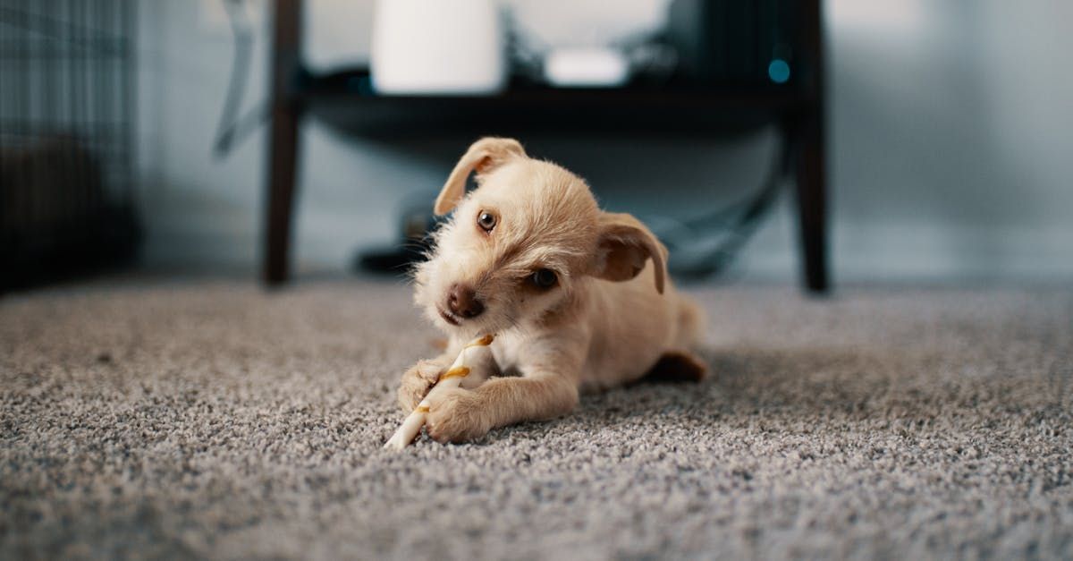 A puppy is laying on the floor chewing on a bone.
