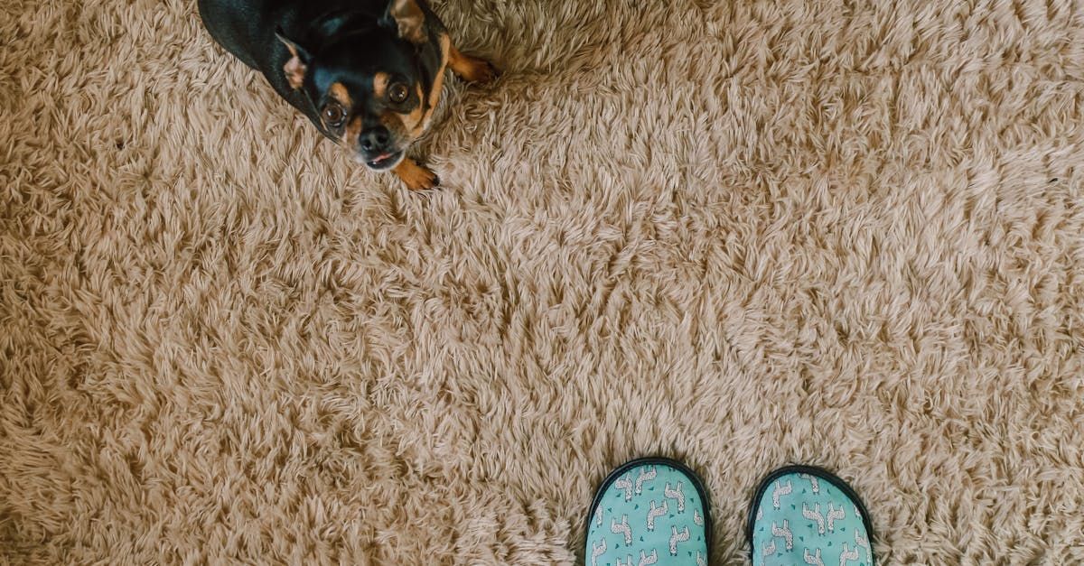 A dog is sitting on a carpet next to a pair of slippers.