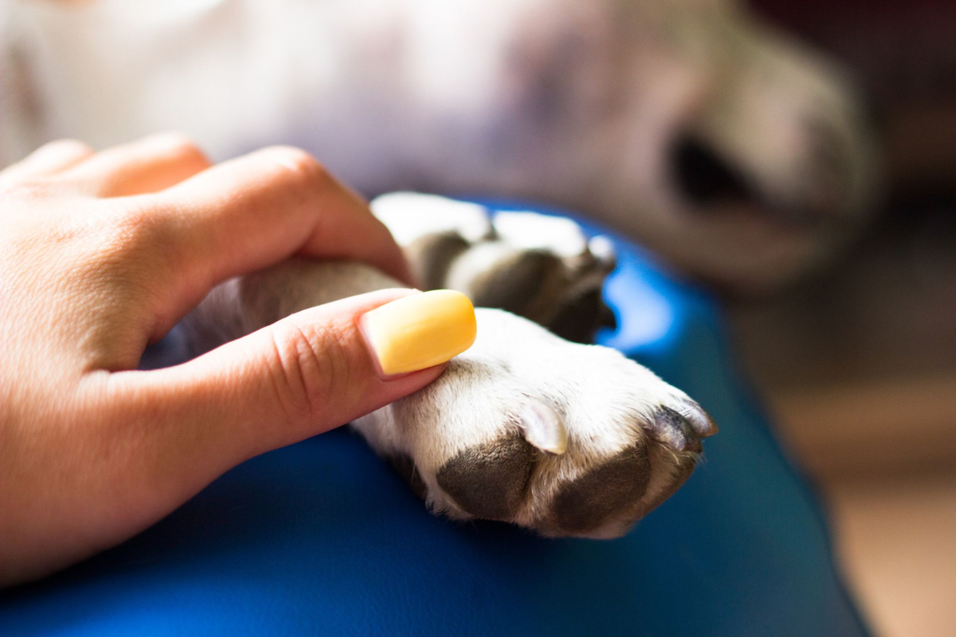 Holding a Dog's Paw - Sydney, NSW - Compass Pet Heritage Cemetery & Crematorium Holding a Dog 's Paw - Sydney, NSW - Compass Pet Heritage Cemetery & Crematorium