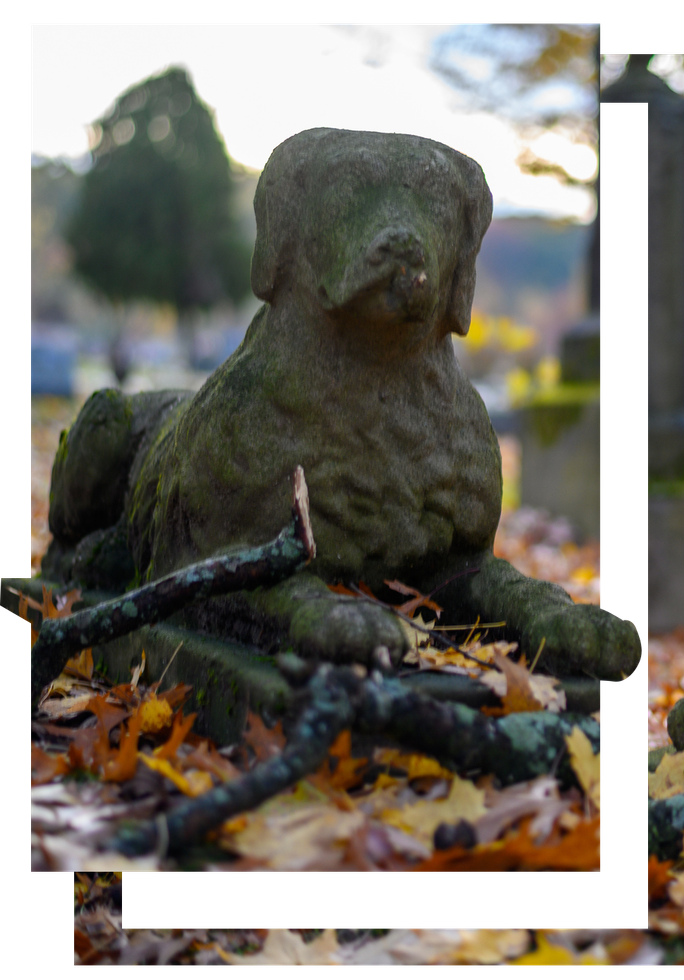 A Old Dog Statue in Cemetery - Sydney, NSW - Compass Pet Heritage Cemetery & Crematorium A Old Dog Statue in Cemetery - Sydney, NSW - Compass Pet Heritage Cemetery & Crematorium