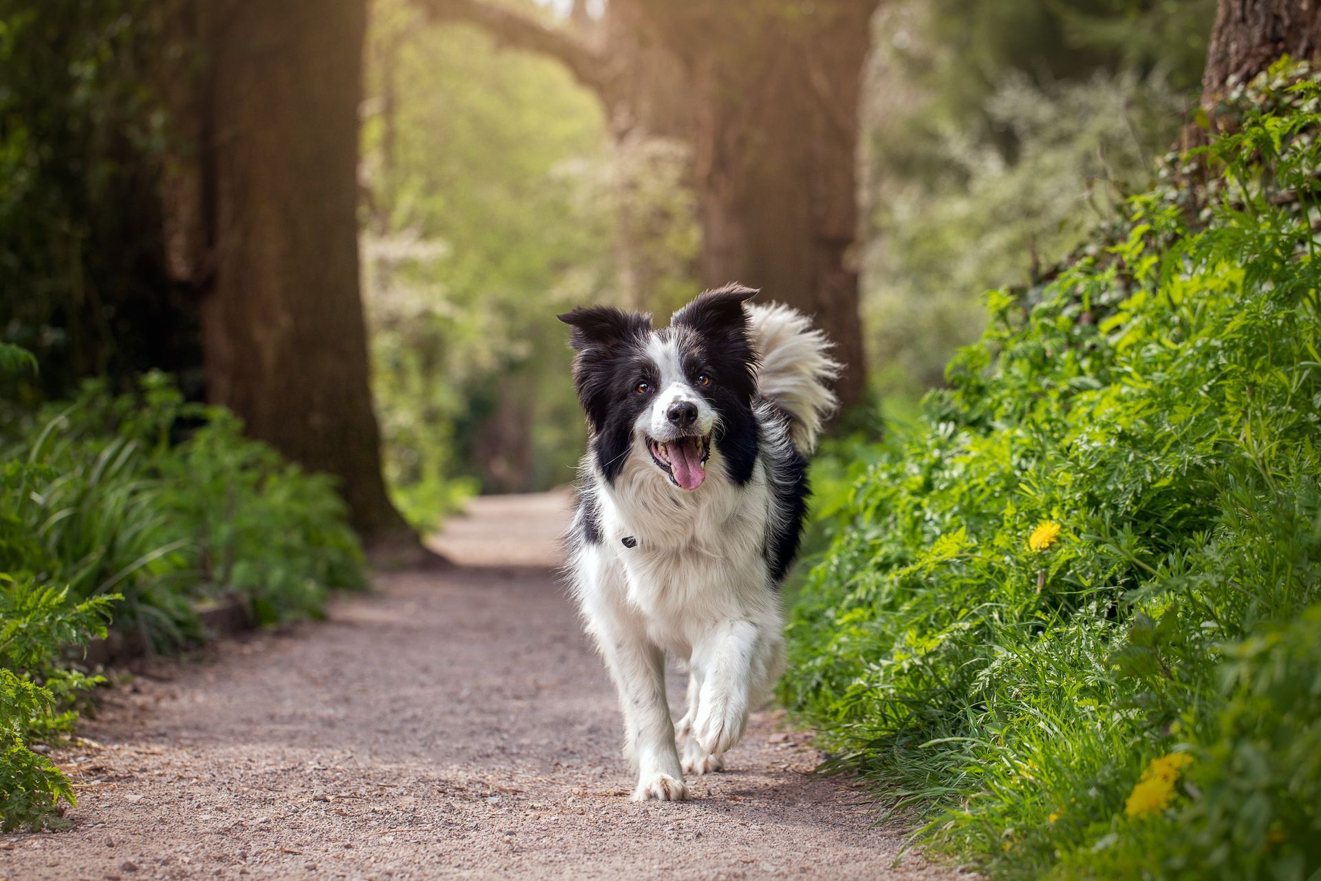 A Black and White Dog - Sydney, NSW - Compass Pet Heritage Cemetery & Crematorium