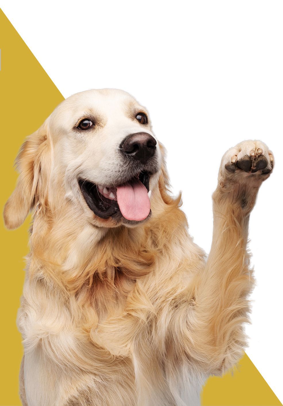 Dog Pointing - Sydney, NSW - Compass Pet Heritage Cemetery & Crematorium