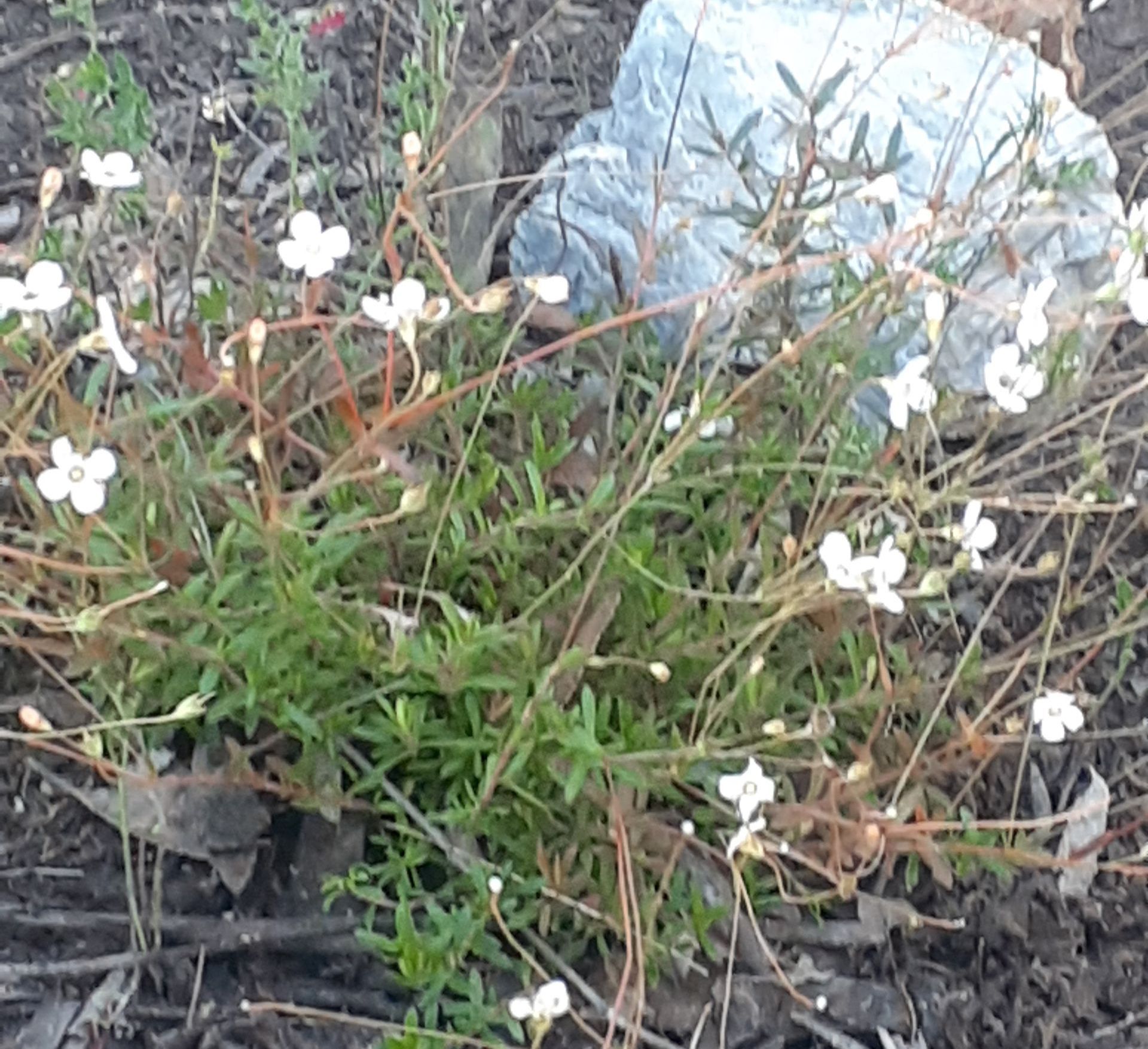 White Flowers in Cemetery - Sydney, NSW - Compass Pet Heritage Cemetery & Crematorium