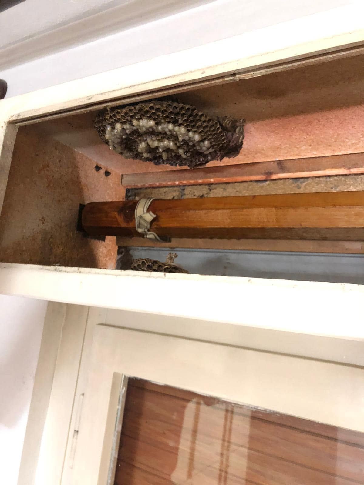 Nido di vespe nascosto sopra un telaio di una porta, con due travi di legno sottostanti.