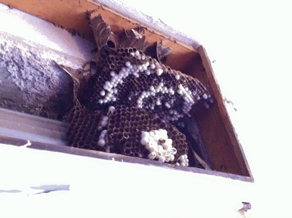 Un gatto bianco e nero raggomitolato in una scatola di cartone vicino a una finestra