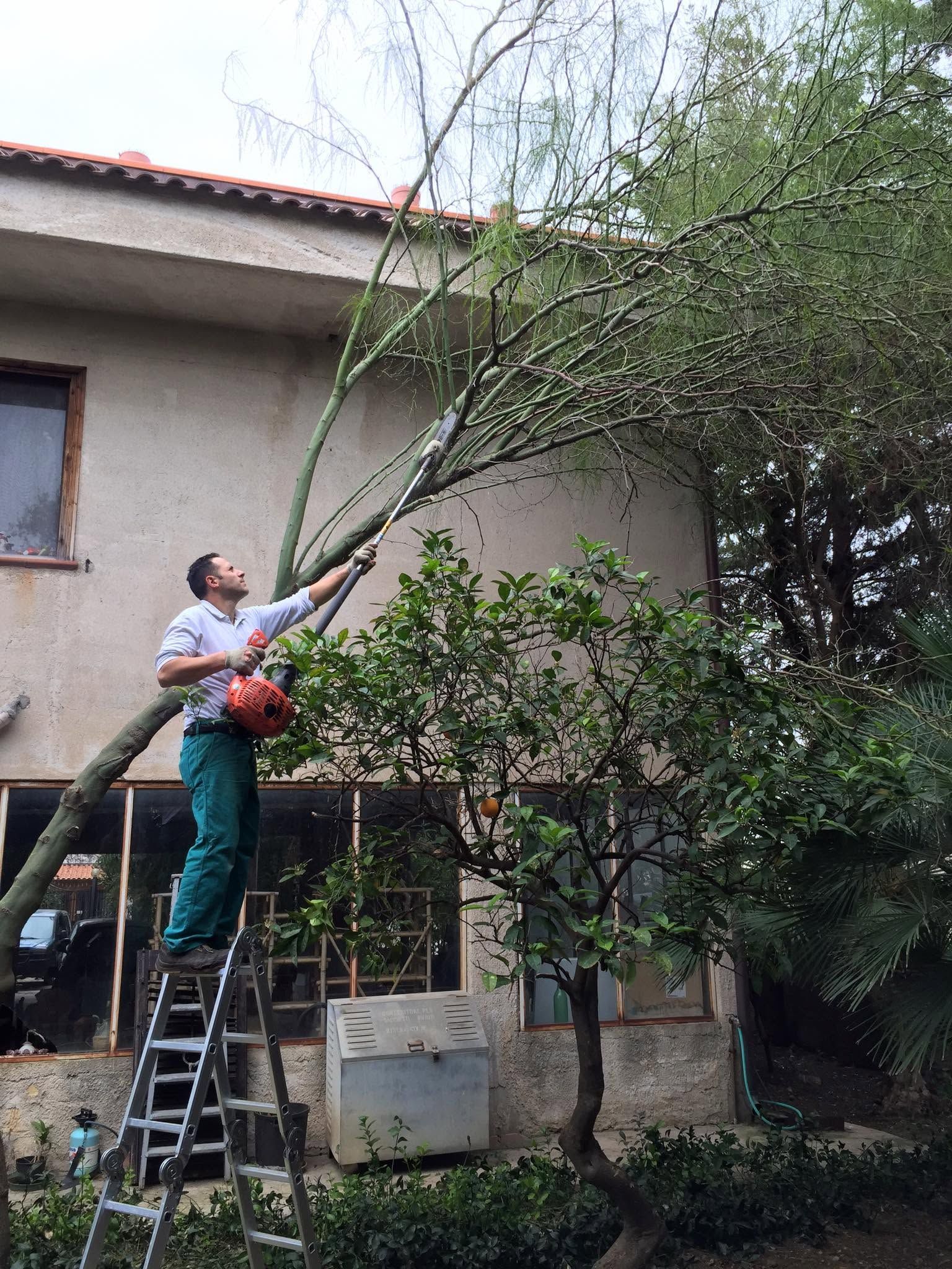 Una persona su una scala sta potando i rami di un albero accanto a una casa, tenendo in mano una motosega rossa.
