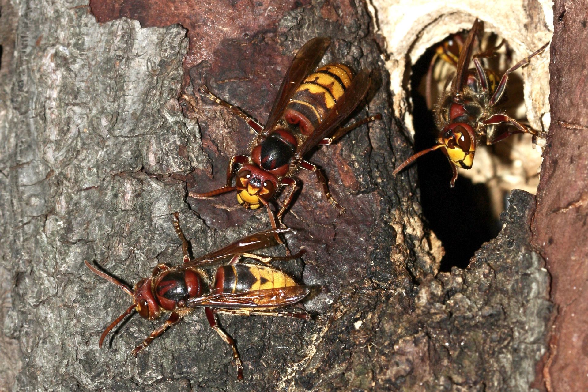 Vespe all'ingresso di un nido sulla corteccia di un albero, con una che emerge e due in superficie.