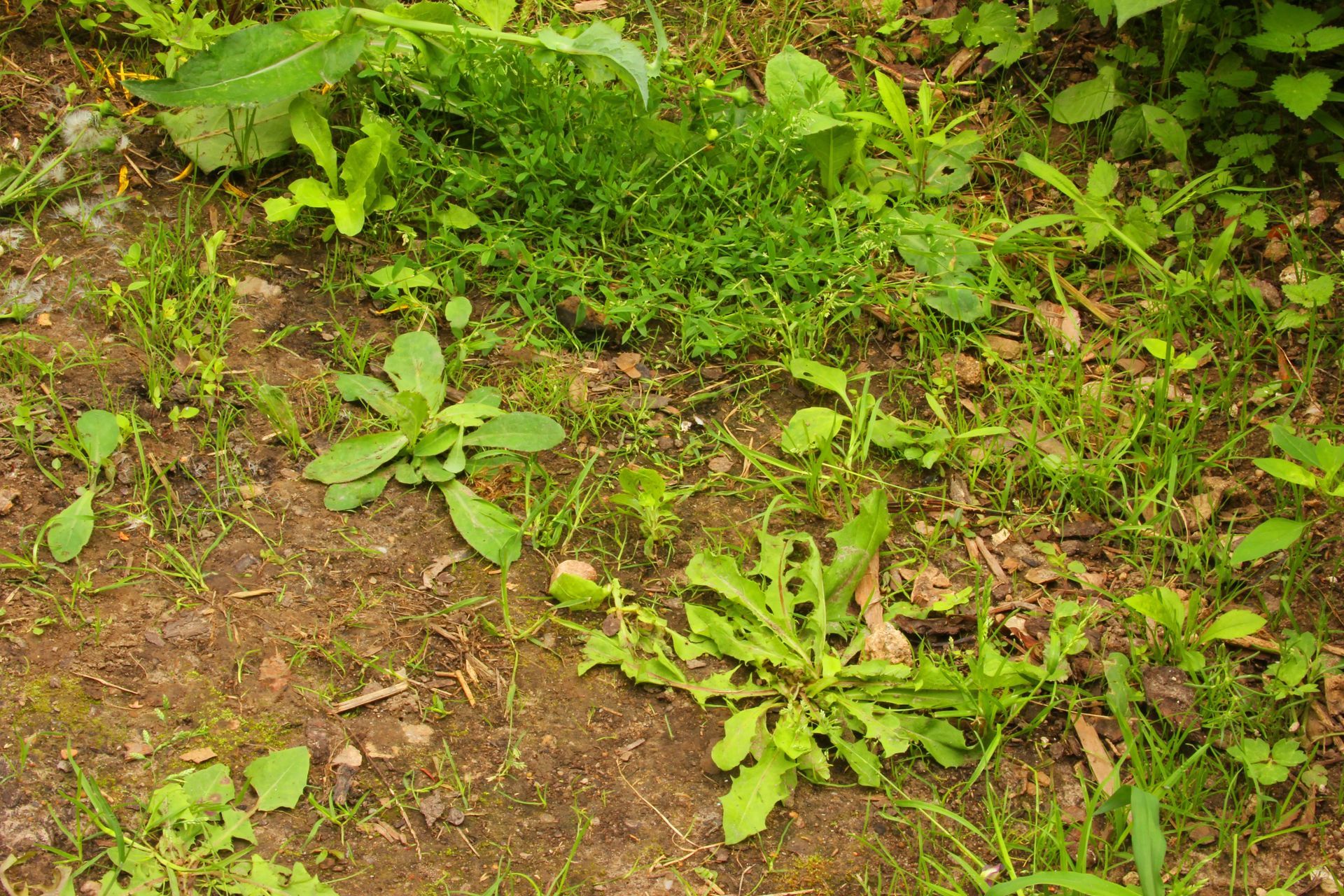 un giardino