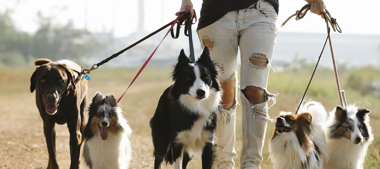 foto cani